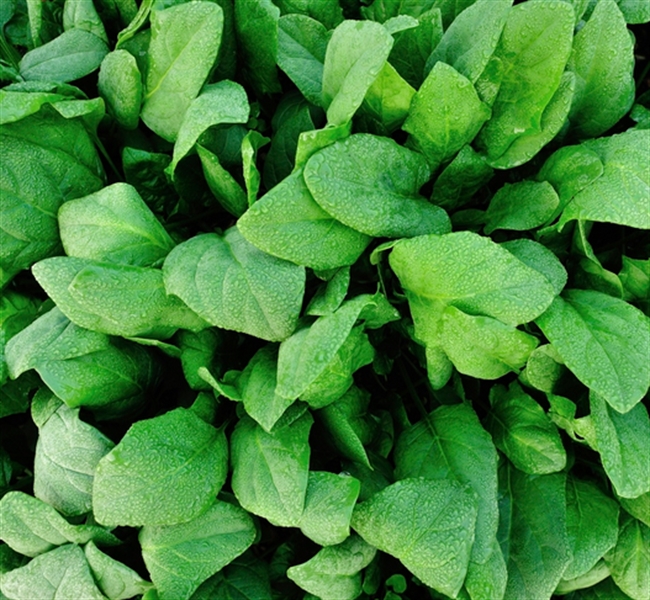 Perpetual Spinach. Farm Direct