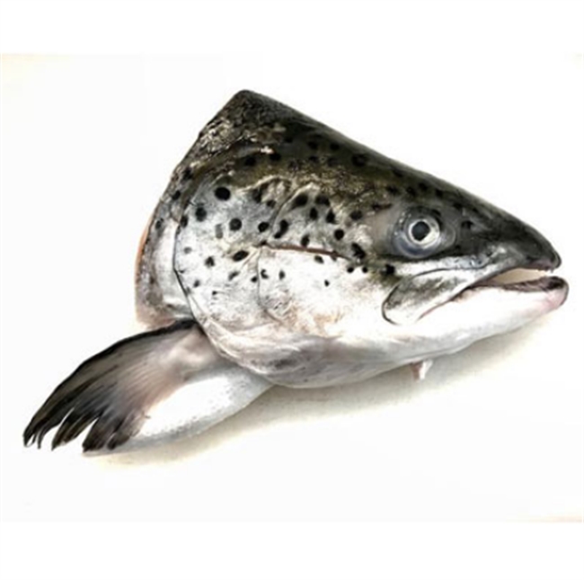 Scottish Salmon Head. Farm Direct