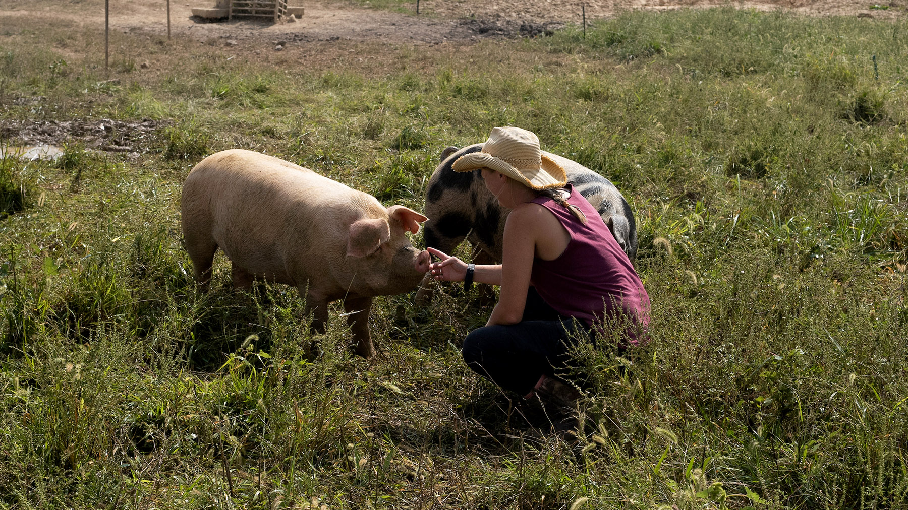 Hogs Berea College Farm