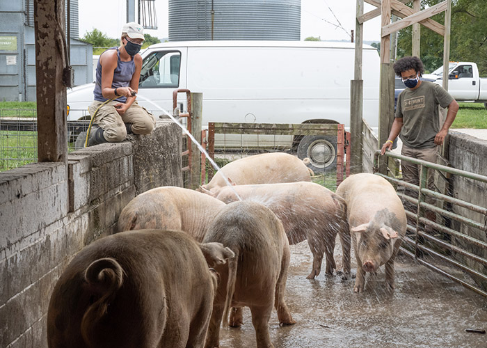 Hogs Berea College Farm