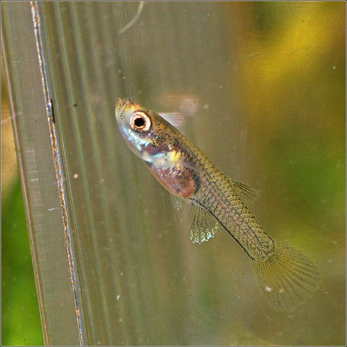 What To Do When Your Guppy Female Is Expecting Fry My Aquarium Club