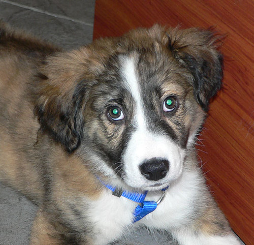 brindle pics General Border Collie Discussion BC Boards