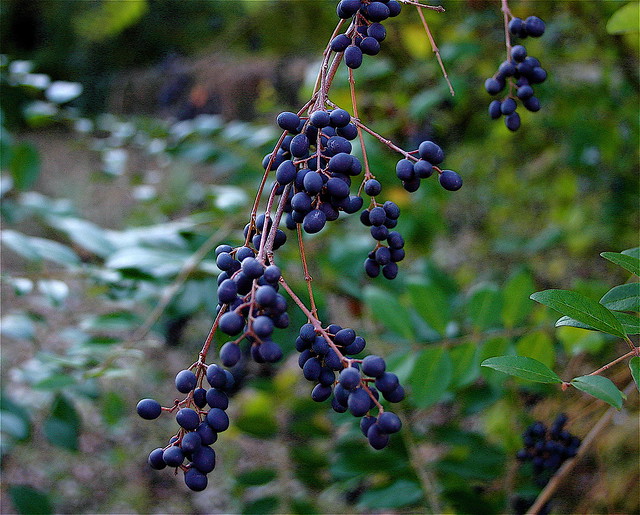 Purple Berries On A Bush In Autumn Ⅱ Flickr Photo Sharing!