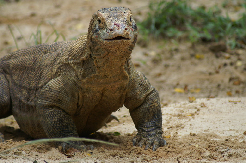 Komodo Dragon Singapore Zoo