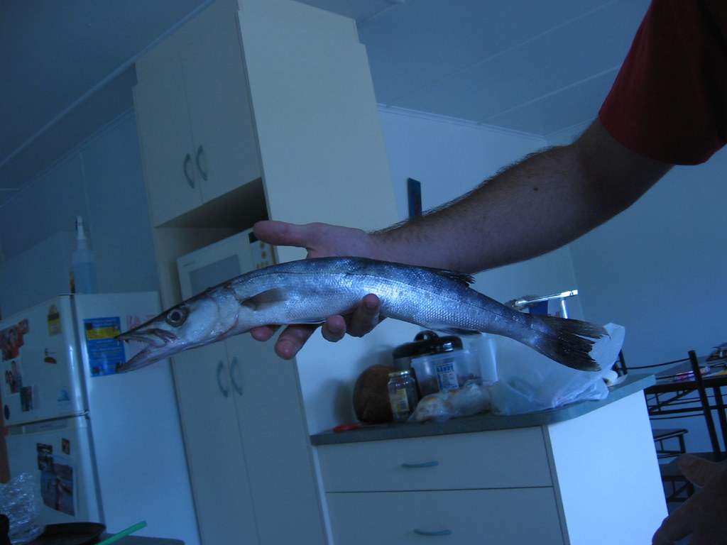 これまでで最高のカマス 釣り 時期 すべての魚の画像