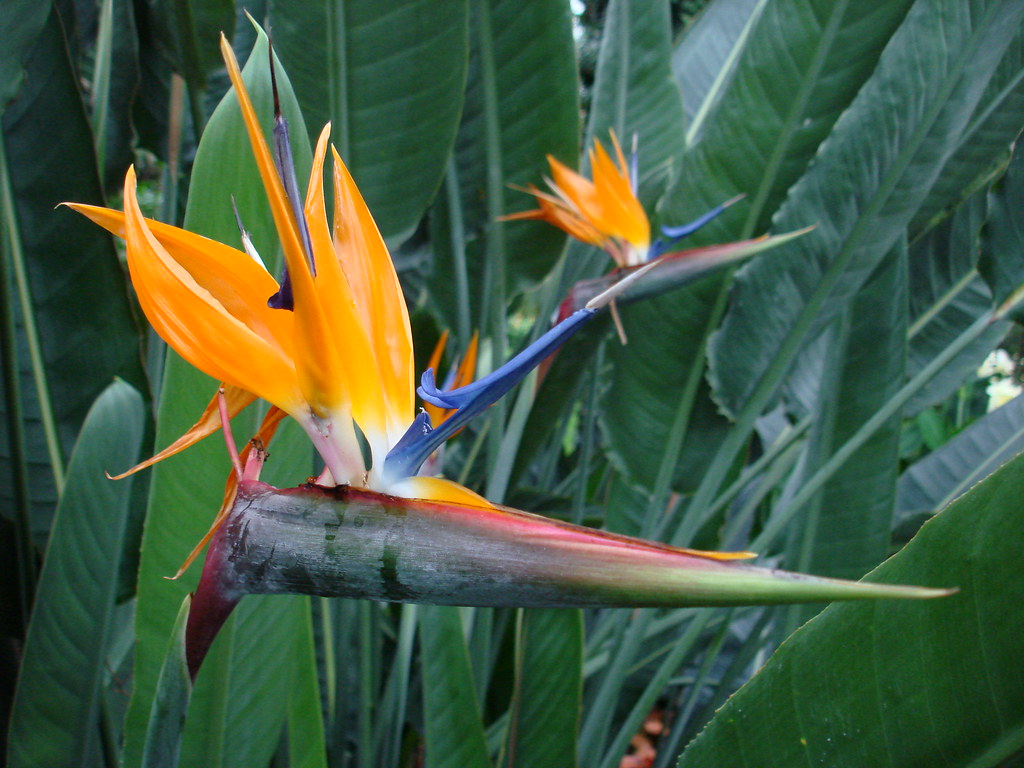 BirdofParadise Plant Longwood Gardens Drew er Flickr
