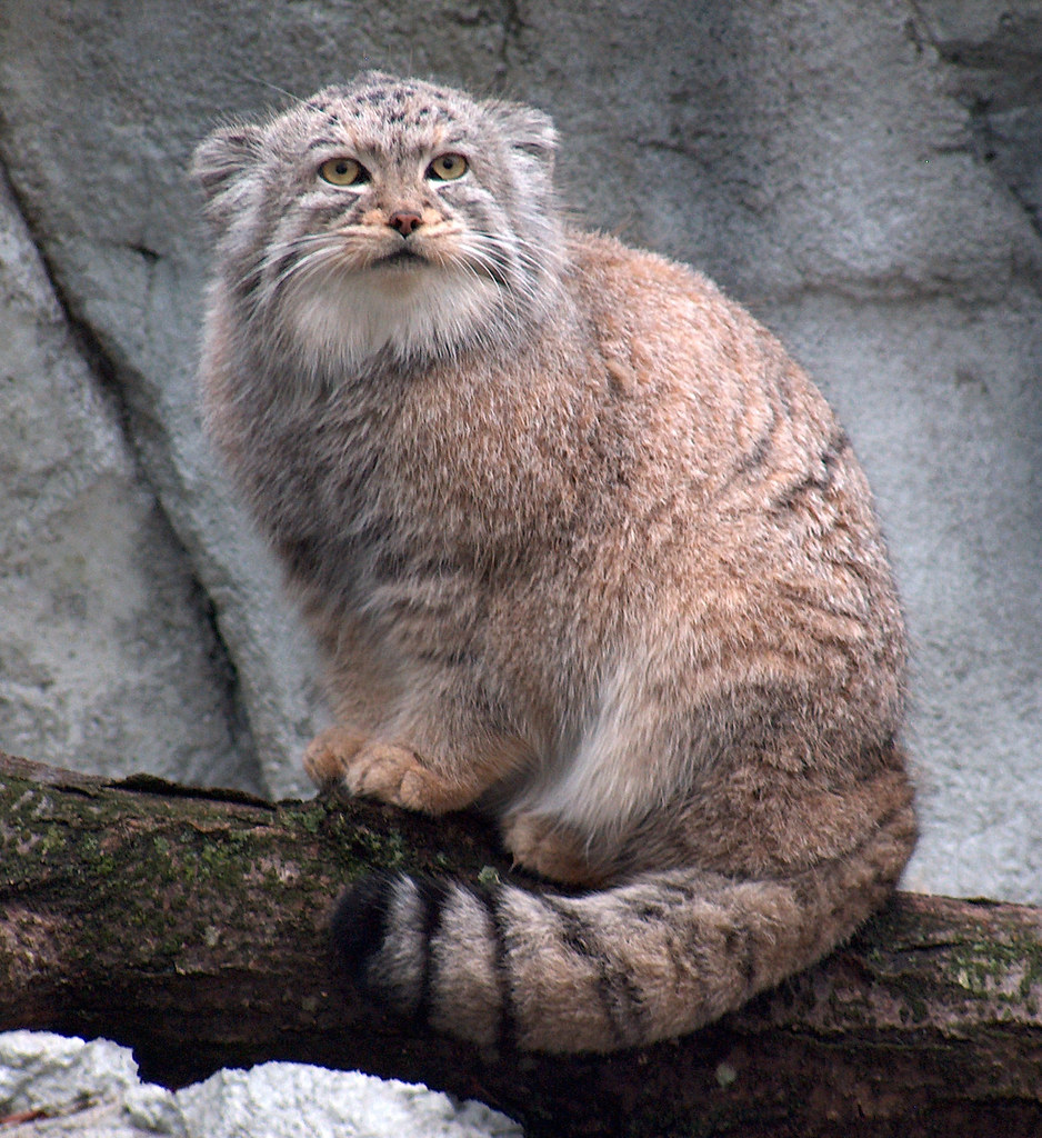 Pallas Cat 2 a photo on Flickriver