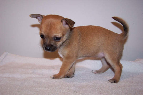 Tan Chihuahua Flickr Photo Sharing!