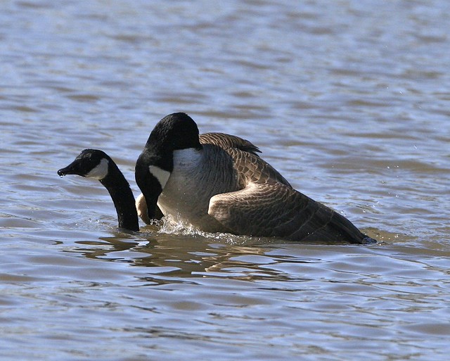 Canadian Geese Mating 2 Flickr Photo Sharing!