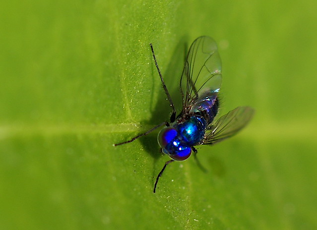 Cobalt Blue Fly This was NOT at all! This is … Flickr