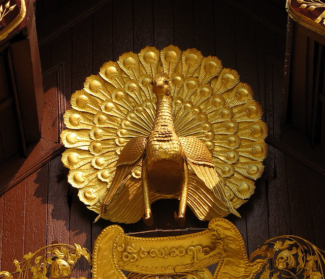 Golden Peacock! Flickr Photo Sharing!