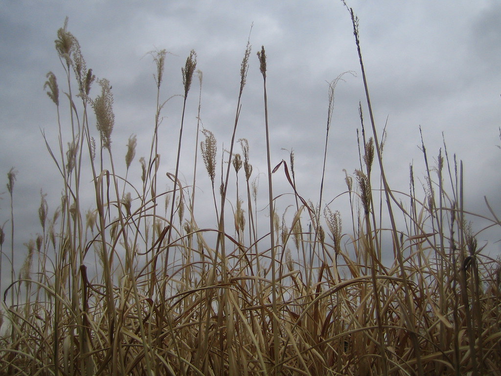 Elevation of Travelers Rest Point, Easton, MD, USA Topographic Map