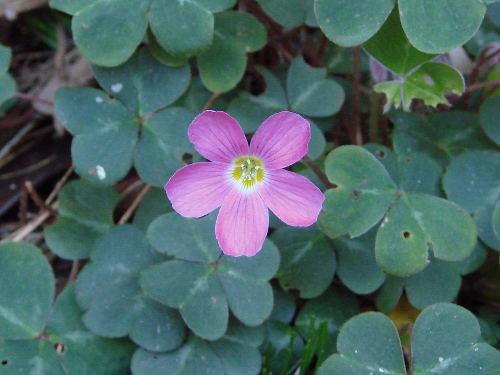 Redwoodsorrel (Flowering Plants of Muir Woods) ·