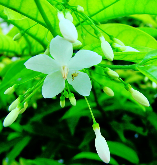Water Jasmine Flickr Photo Sharing!