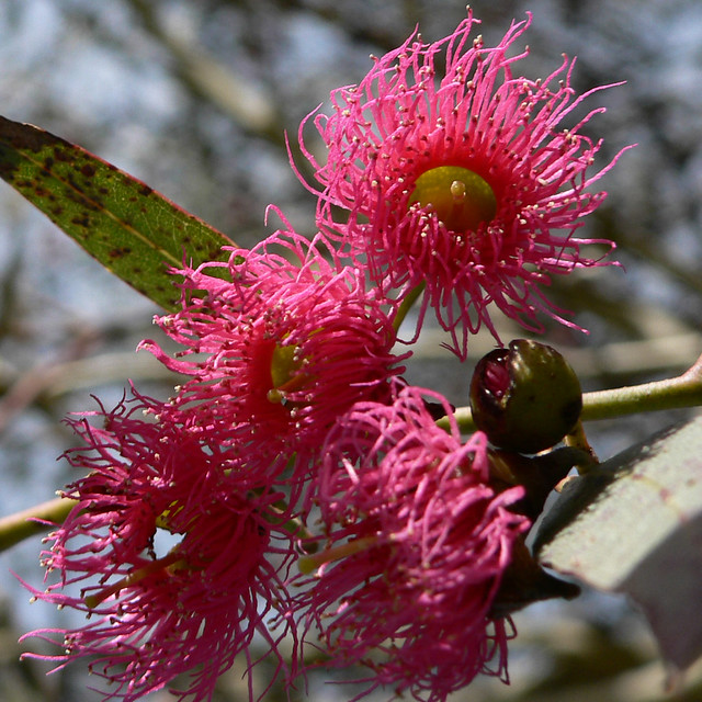 pink flowering gum tree Flickr Photo Sharing!