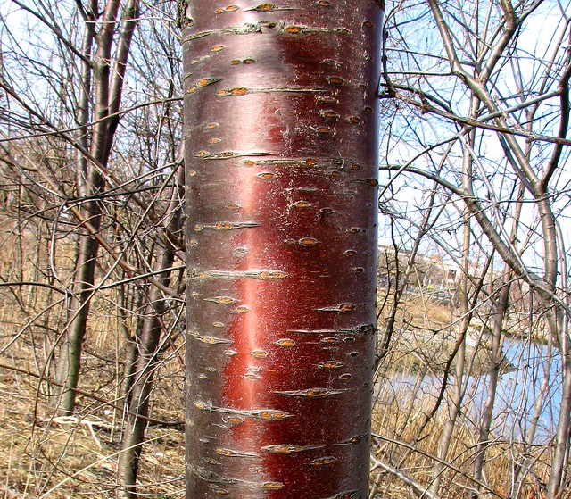 Beautiful Bark Flickr Photo Sharing!