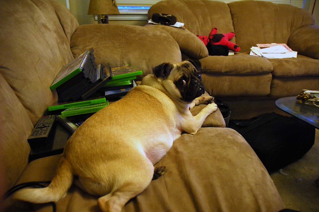 FAT Pug Flickr Photo Sharing!