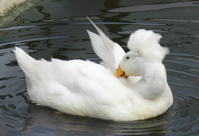 FluffyHeaded Duck Flickr Photo Sharing!