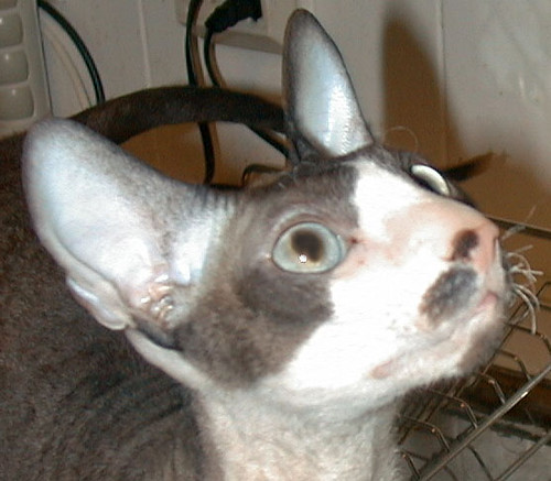 Kitty cats in my life Devon Rex Cat Pictures of Cats >> cornish rex
