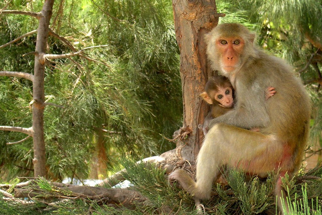 monkeys on monkey island a photo on Flickriver