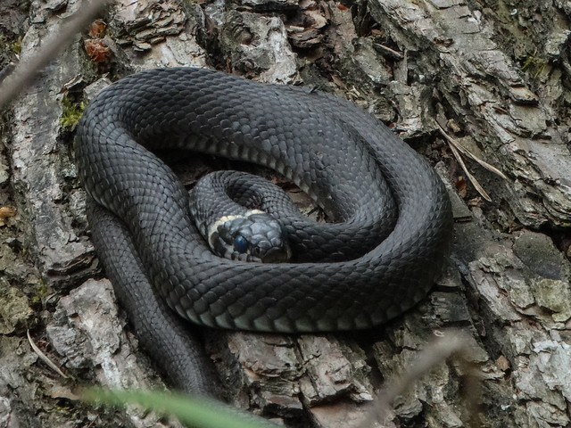 Grass snake definition/meaning