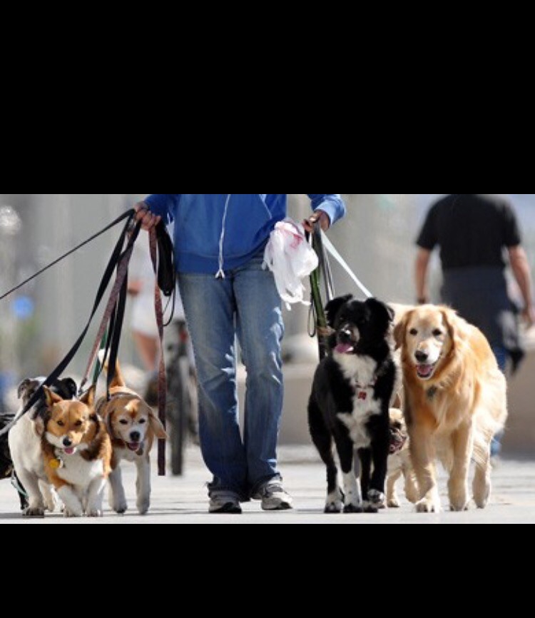 owalo design Hunde In Frankfurt