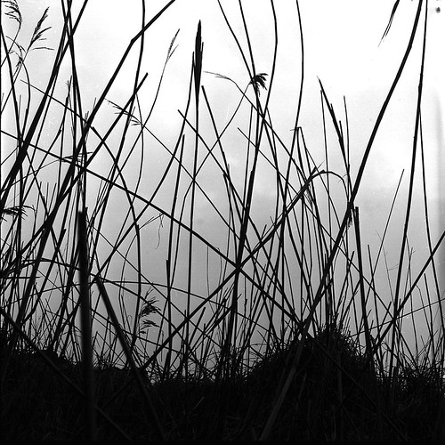 On Black blades of grass by doc(q)man [Medium]