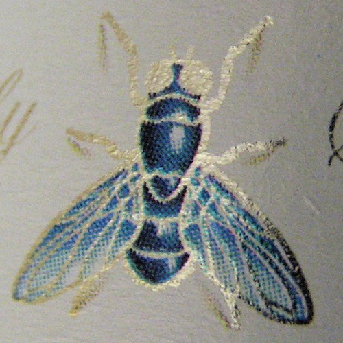 Blandford Fly Flickr Photo Sharing!