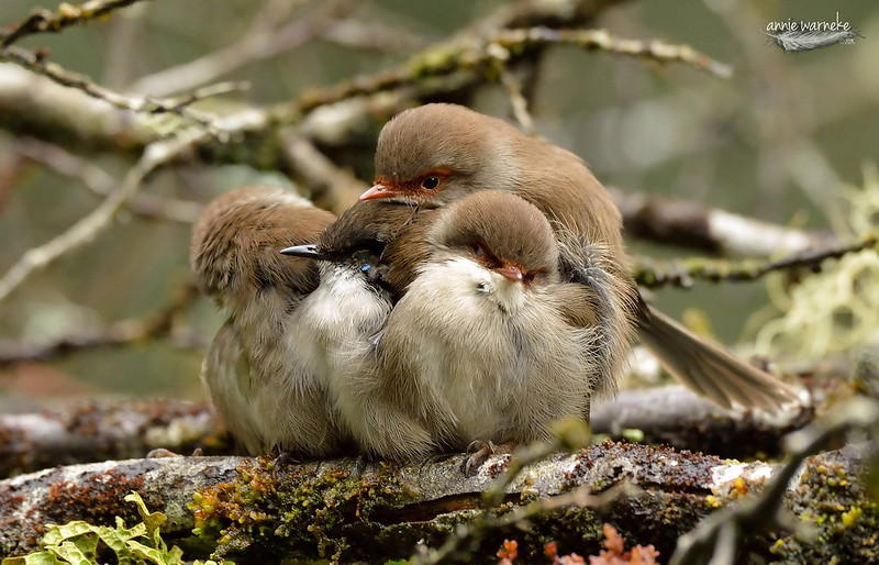 Cosy Wren Family BIRDS in BACKYARDS