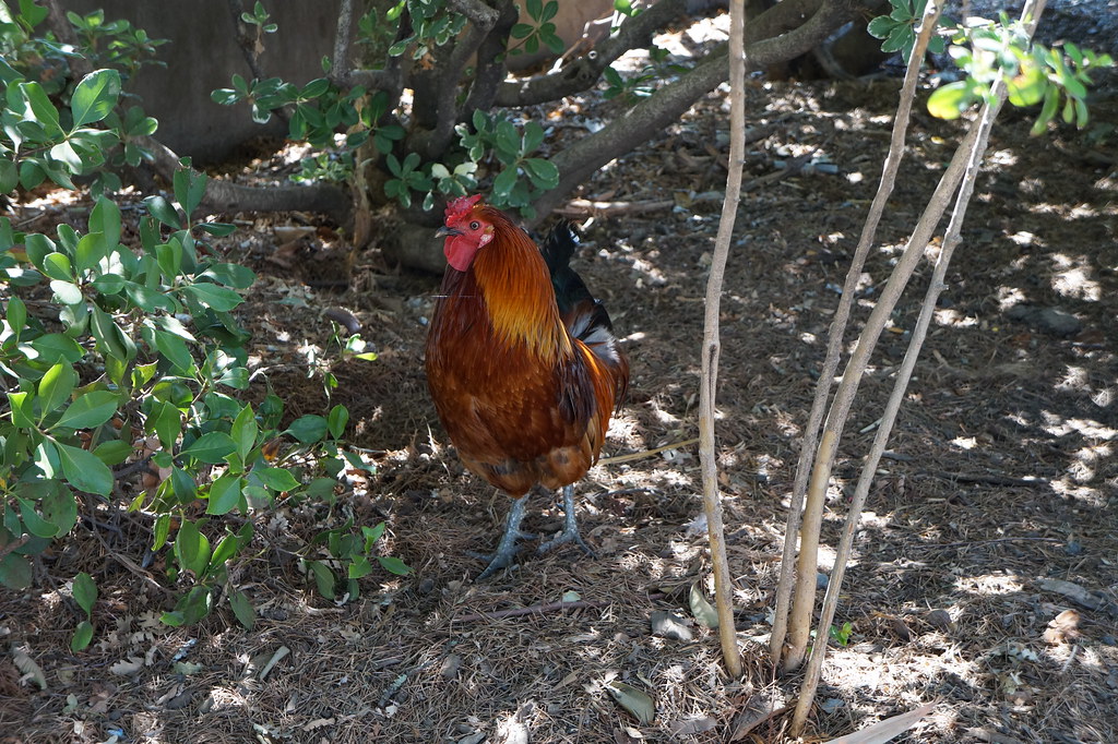 Fair Oaks, California SkyscraperCity Forum