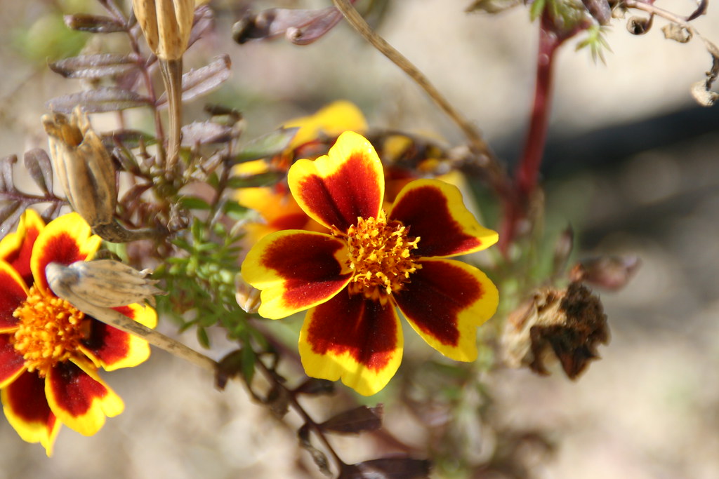 Kuwait Flowers flower Ahmad Alnusif Flickr