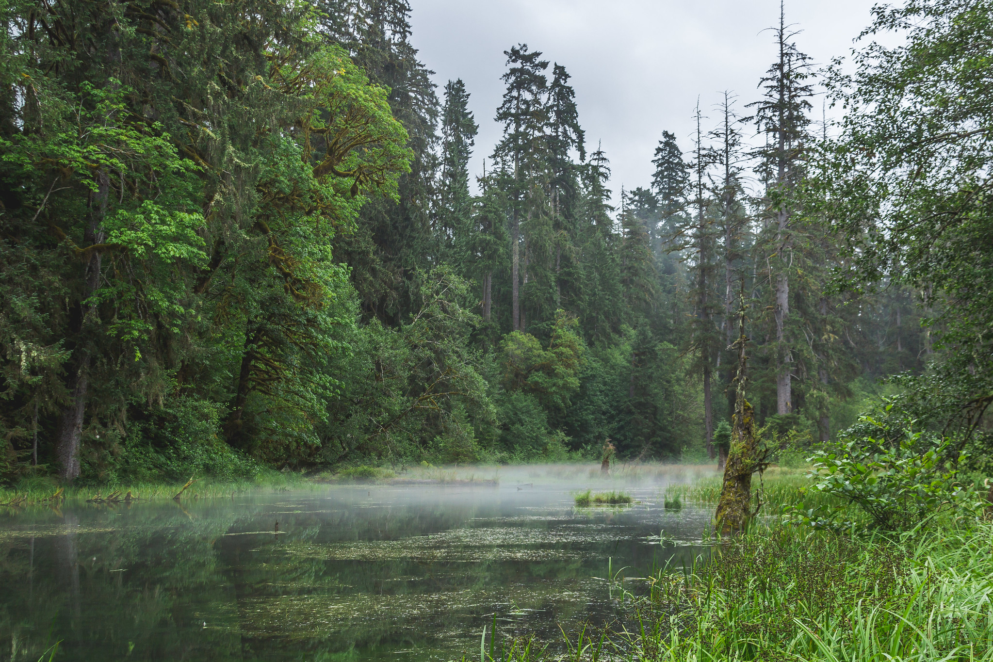 Lush foliage of a temperate rainforest in the Pacific Northwest