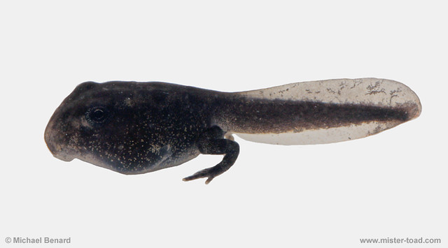 2015 larval salamanders to desert lizards (& bugs & more) Field