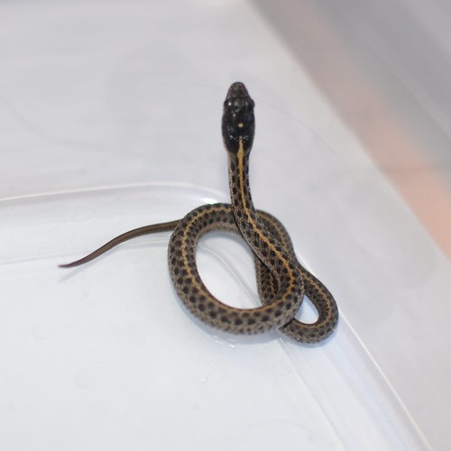 Help identifying baby snake? The Chat Board The WellTrained Mind
