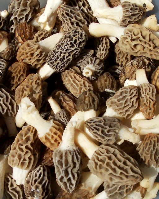 Morel Mushrooms Flickr Photo Sharing!