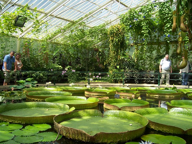 Water Lily Greenhouse More pictures of lovely waterlilys (… Flickr