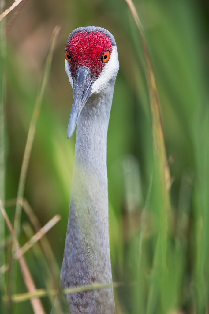 Elevation of Deer Lakes, Melbourne, FL, USA Topographic Map