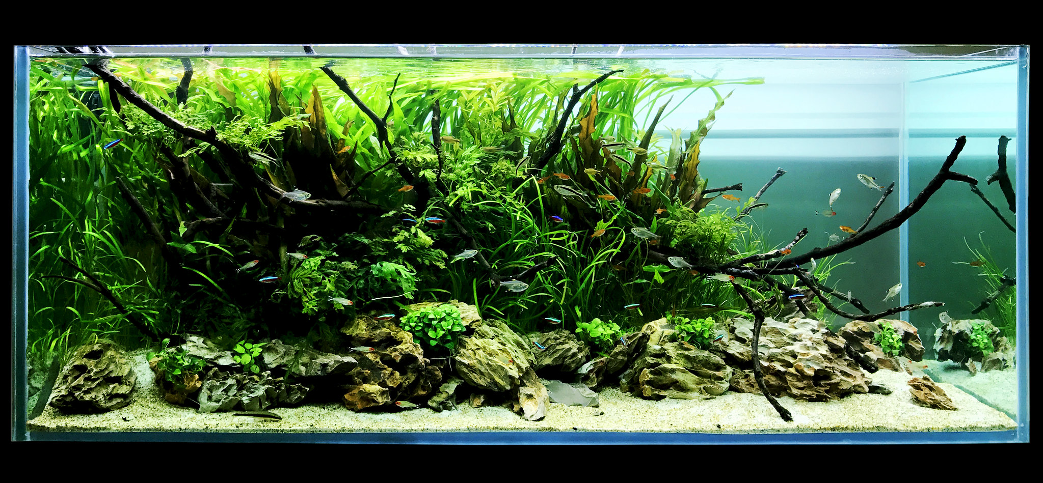 Tamed Jungle. 120p Low light aquascape Journals Aquatic Plant Central