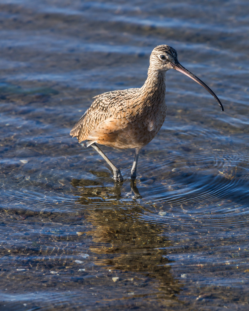Elevation of Dolan Road, Dolan Rd, California, USA Topographic Map