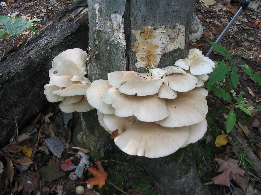 Oyster Mushroom (Massachusetts Mushrooms) ·