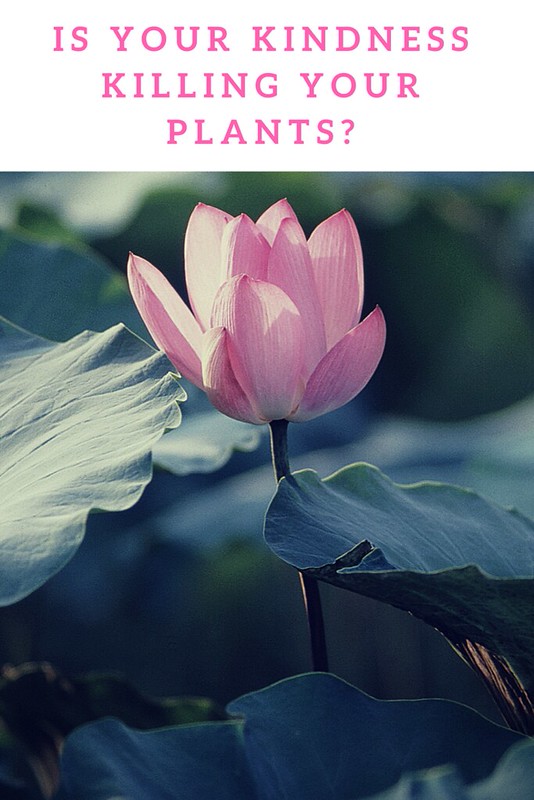 Gardening Is Your Kindness Killing Your Plants? dress your home