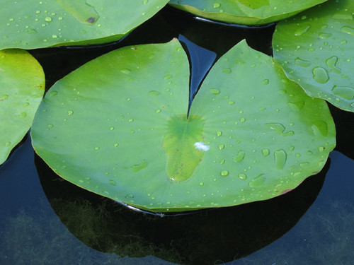 water lily pad Flickr Photo Sharing!