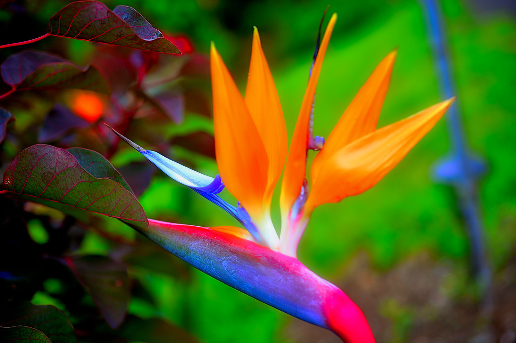 Strelitzia All five different Bird of Paradise flowers