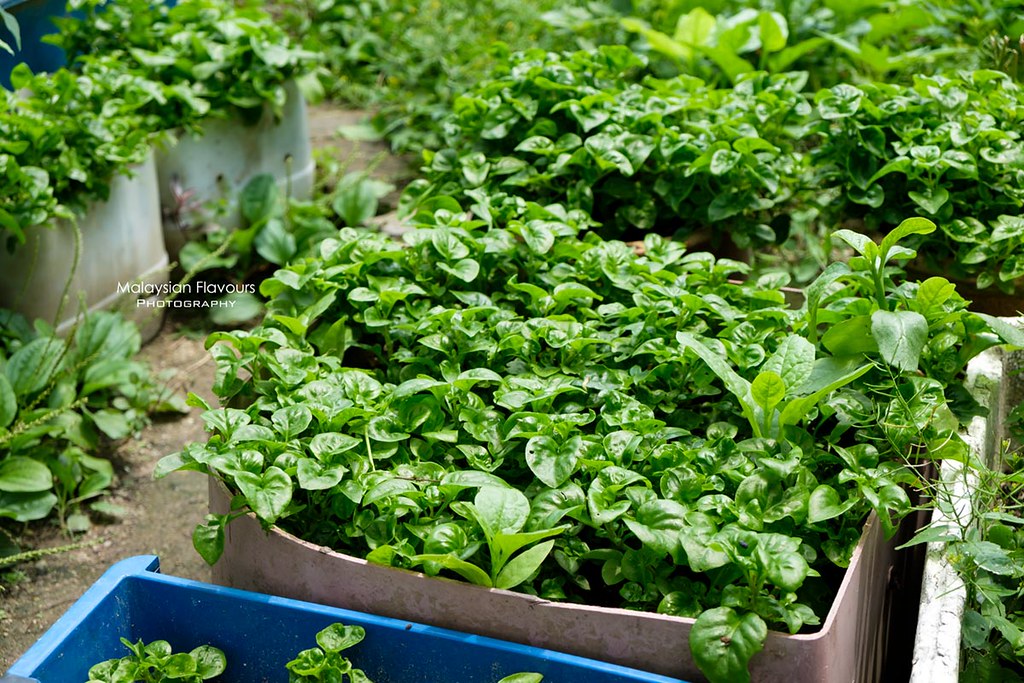 GardentoPlate Grow, Harvest and Cook Your Own Vegetables Malaysian