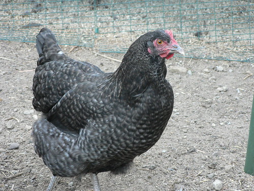 Chicken Pics Photos of Popular Chicken Breeds (and all things Chicken