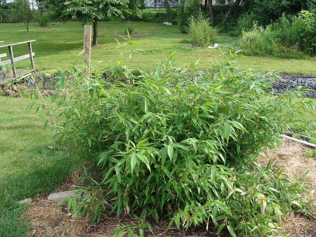 growth of moso bamboo in zone 6 from summer of 2008