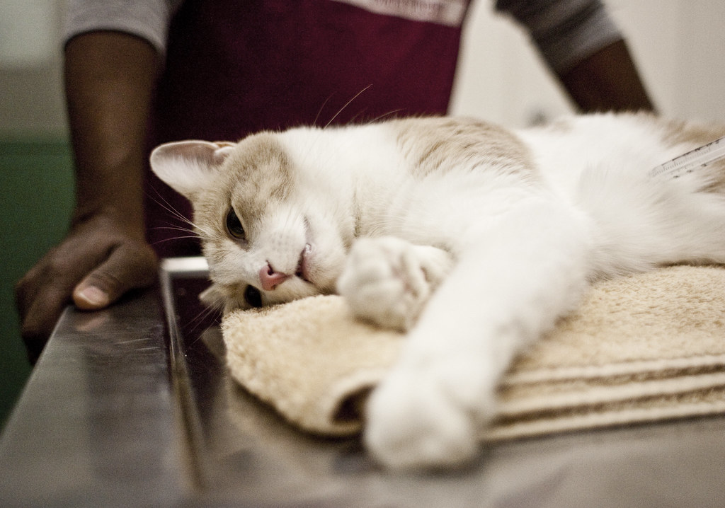 Rob Shook Blog Euthanasia