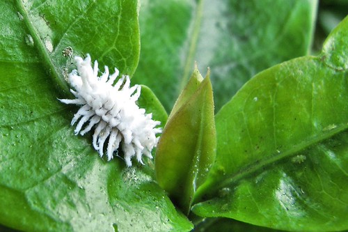 BUG LOOKS LIKE COTTON Ball? Yahoo Answers