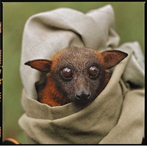 7 Reasons Bats are Just as Cool as Batman The National Wildlife