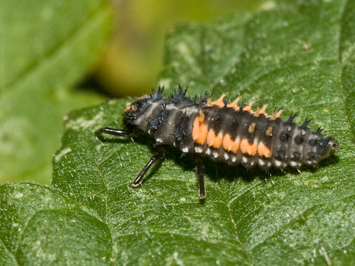 A strange orange and black bug... Macro in forums